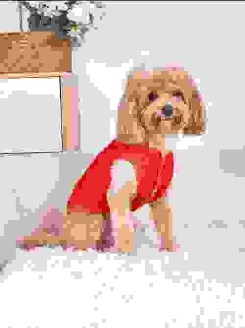 PET VEST 