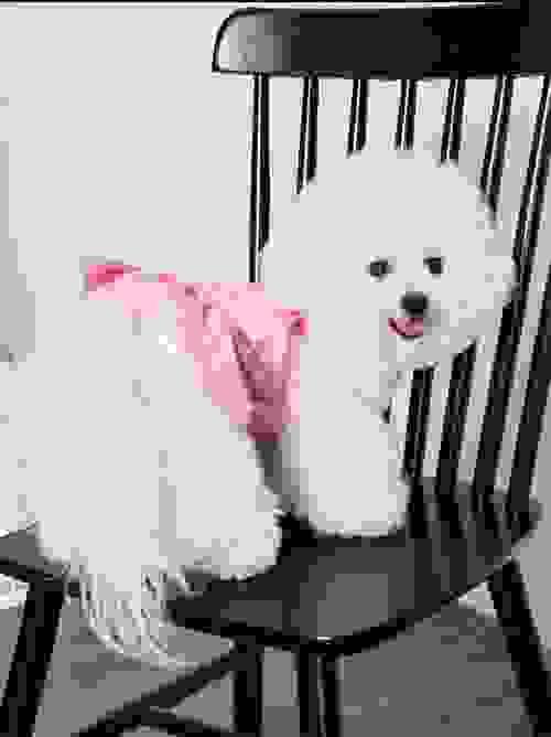 pet dress