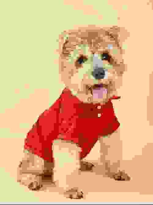 pet shirt
