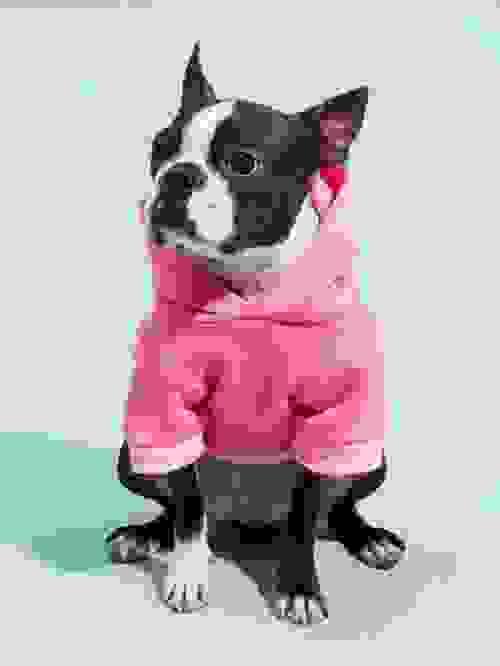 pet hoodie