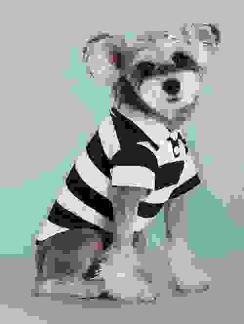Pet Sweatshirt