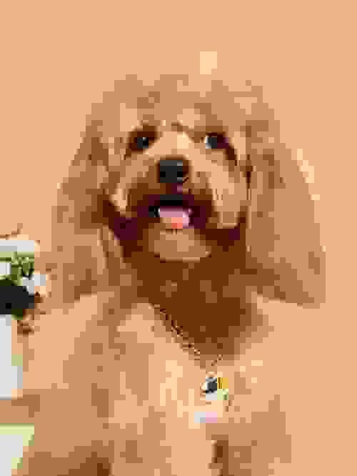 DOG COLLAR 