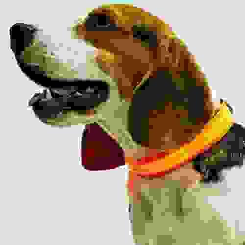 DOG COLLAR 