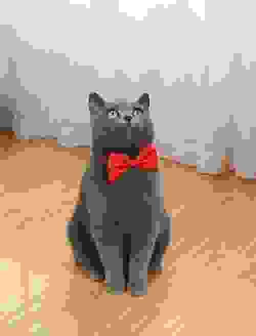 PET BOW