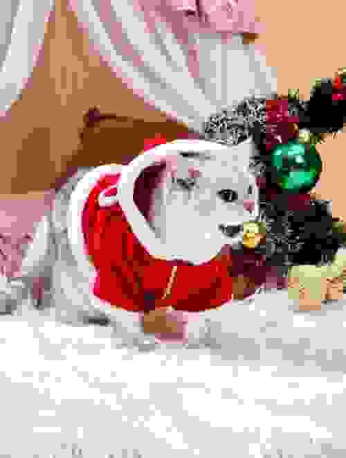PET JACKET 