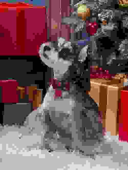 Pet Bow