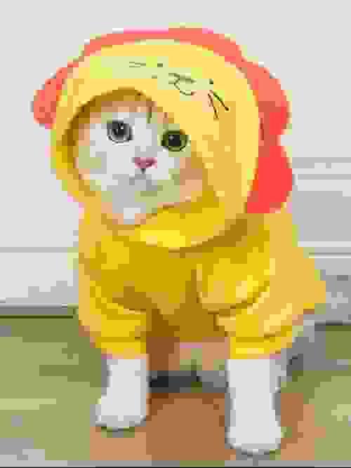 pet Hoodie 