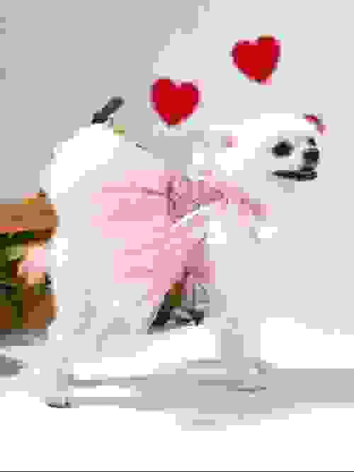 pet dress