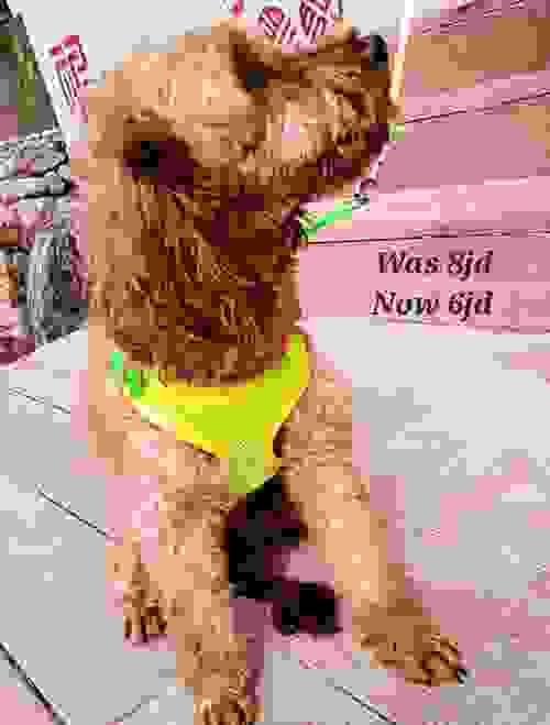 PET LEASH