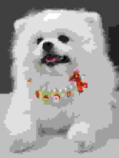 pet collar