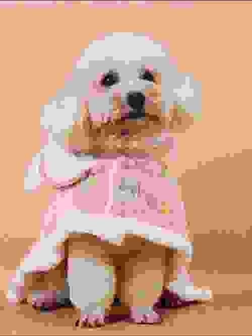 pet Hoodie 