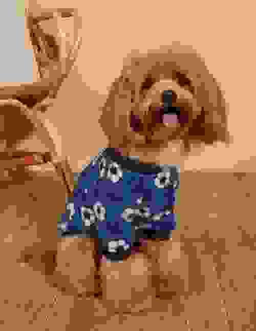 pet sweatshirt