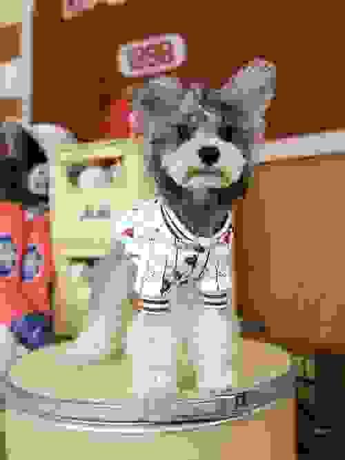 PET JACKET 