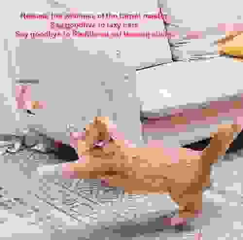Cat Toy