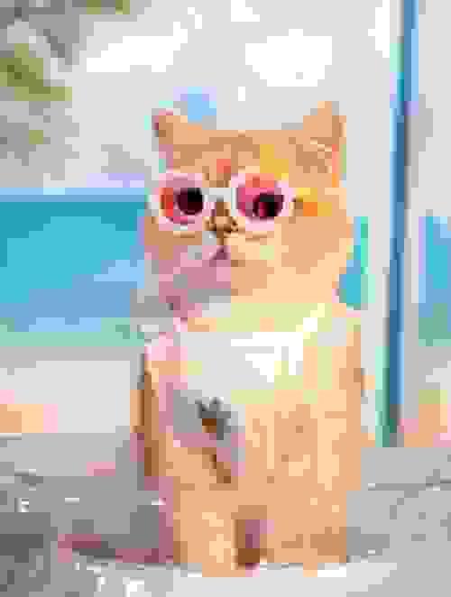 PET GLASSES 
