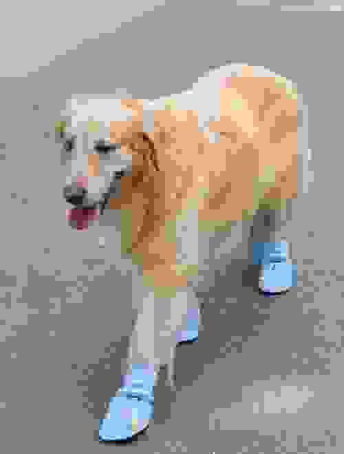 PET SHOES