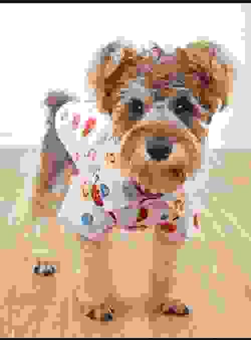 pet shirt 