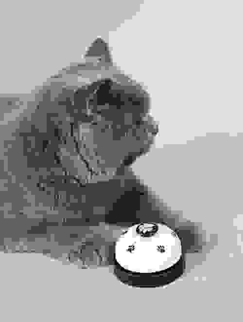 PET RING TOY