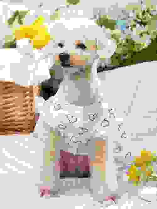 pet dress