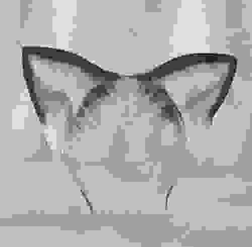 Genshin Impact Wanderer Cosplay Ears