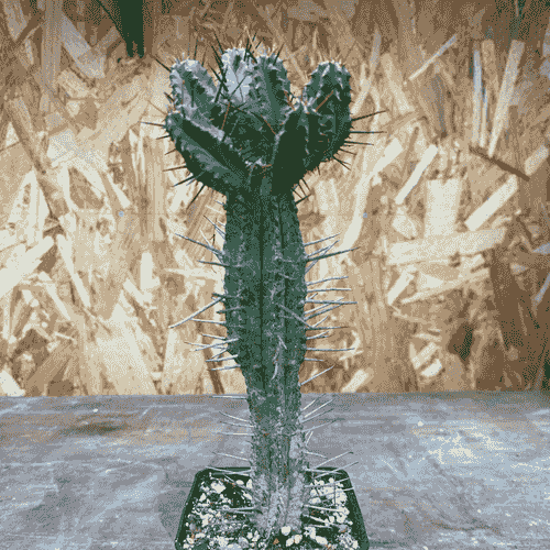 Euphorbia enopla