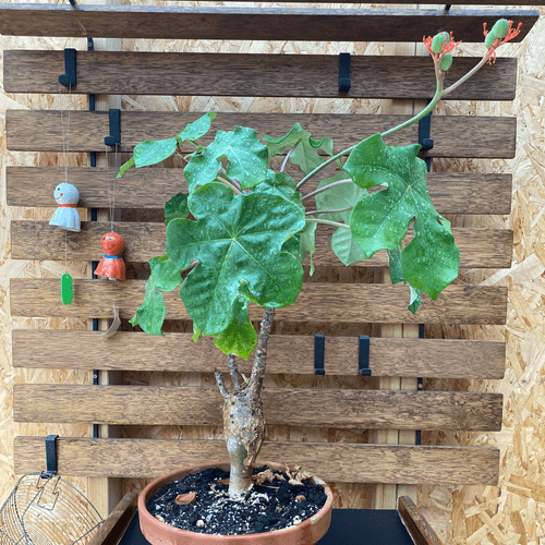 Jatropha podagrica
