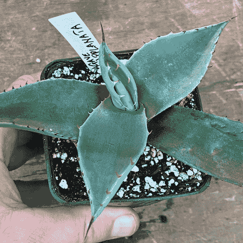 Agave applanata
