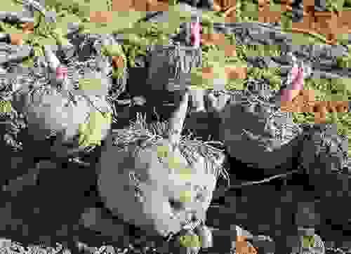 konjac