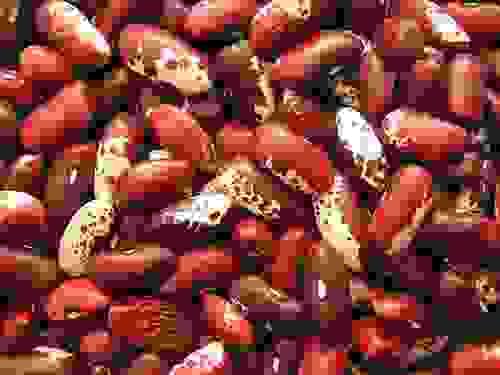 common bean