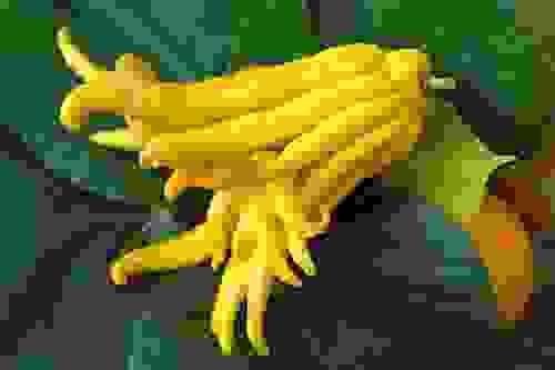 budd hand