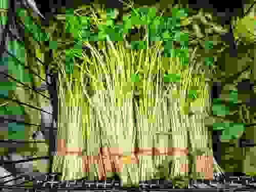 water dropwort