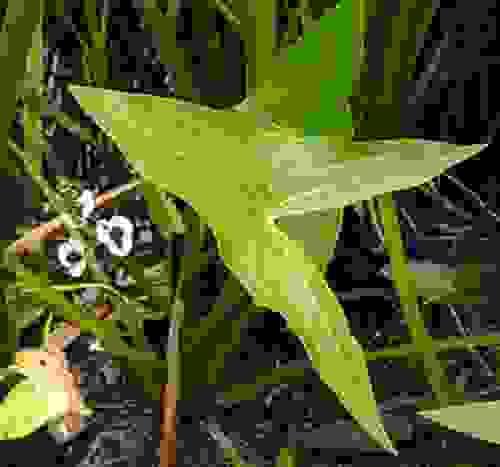 sagittifoloa