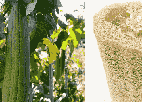 Loofah