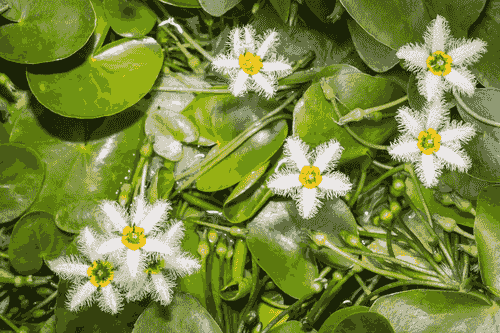 white water snowflake