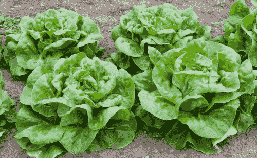 lettuce