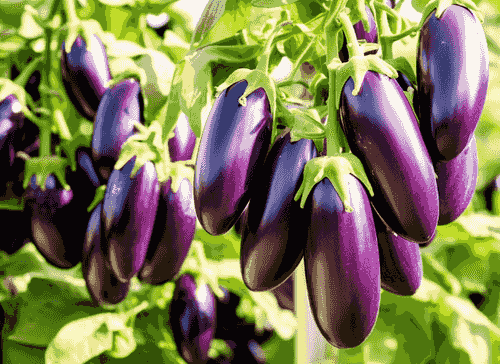 Eggplant