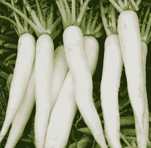 radish