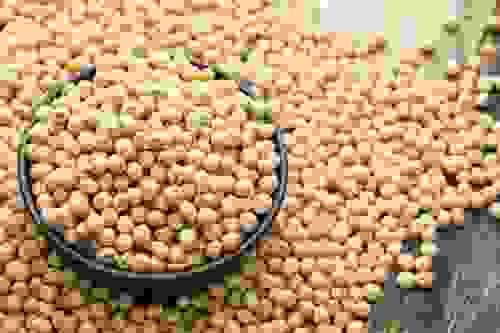 soy bean 