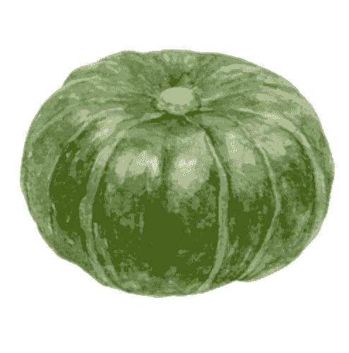 bamboo squash