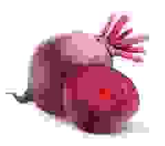 beetroot