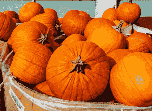 pumpkin