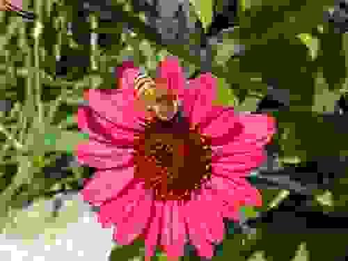 Āyurvedic Assessment