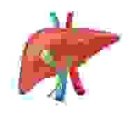 非酒精性脂肪肝 | Non-Alcoholic Fatty Liver