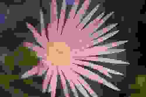 Thérapie intégrative