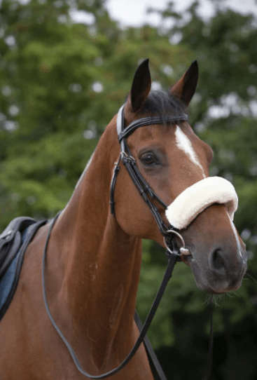 EQUITHEME TEDDY FLEECE NOSEBAND COVER FULL