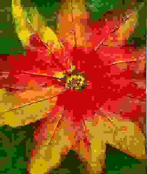 聖誕紅