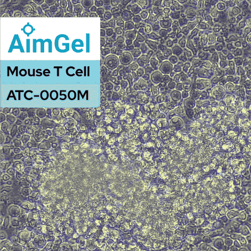 AimGel Mouse T Cell Activator