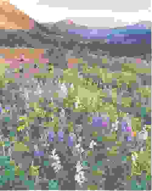 Photographic Print
