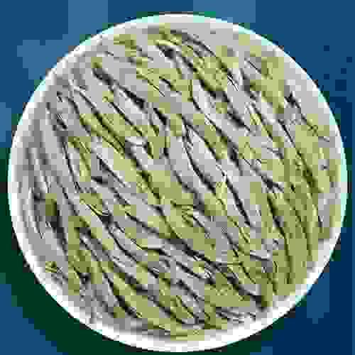 2025 8A White Tea Silver Needle Baihaoyinzhen Moonlight Silver
