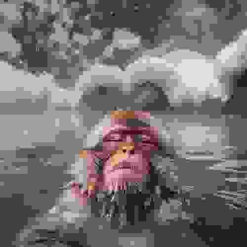 Arctic Brass (Brass Monkey #7 x Northern Lights #5) 20 Regular Seeds